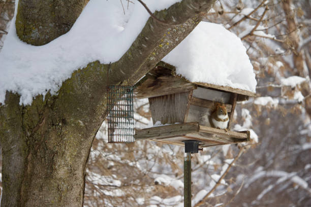 istock A red squirrel is seen perching on a bird feeder during a winter snow storm 1129765115