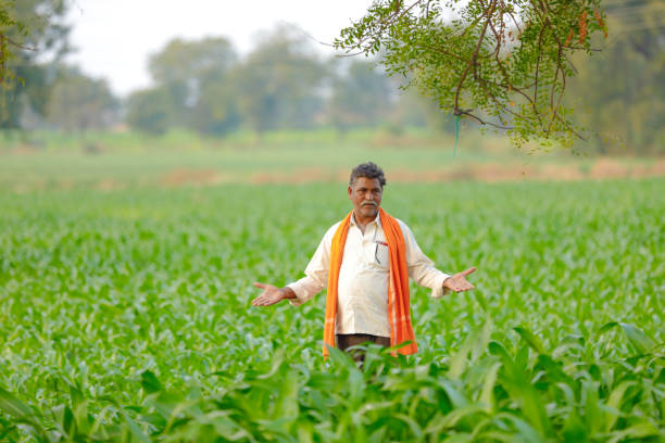 istock Indian farmer at green corn field 1129770145