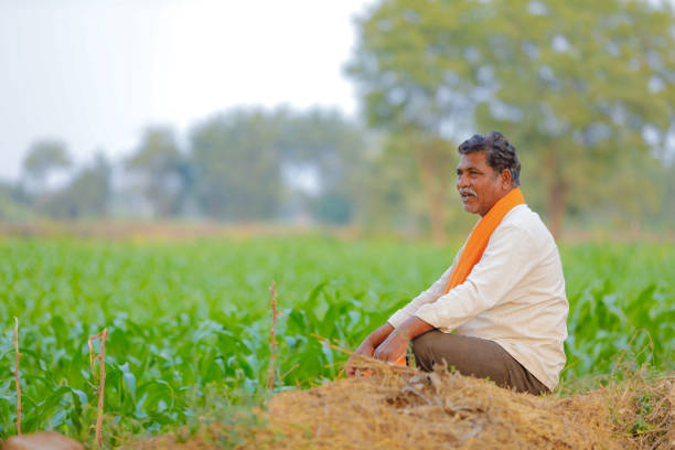 istock Indian farmer at green corn field 1129770785
