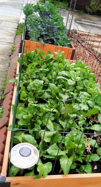 istock Kale - vegetable bed - Healthy living 1129774207