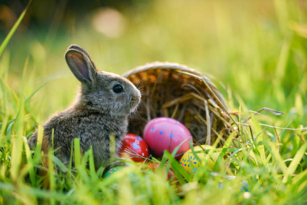 istock Easter bunny and Easter eggs on green grass outdoor 1129774218