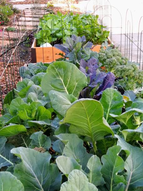 istock Kale - vegetable bed - Healthy living 1129774269