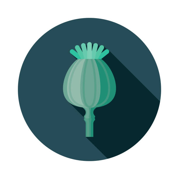 Opium Poppy Drug Icon A flat design icon with a long shadow. File is built in the CMYK color space for optimal printing. Color swatches are global so it’s easy to change colors across the document. opium poppy stock illustrations