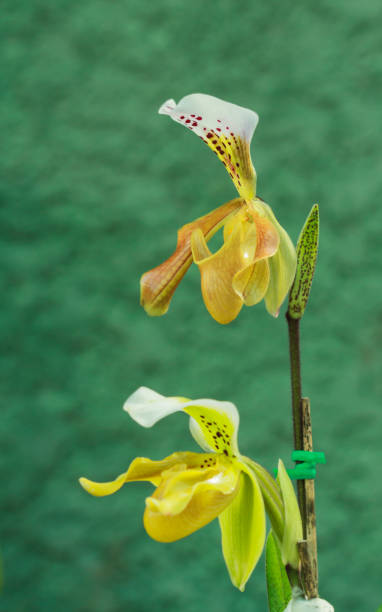 istock Paphiopedilum gratrixianum flower. 1129781576