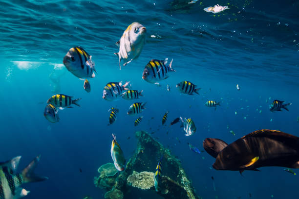 istock Underwater wild world with school fishes and sun rays 1129781629