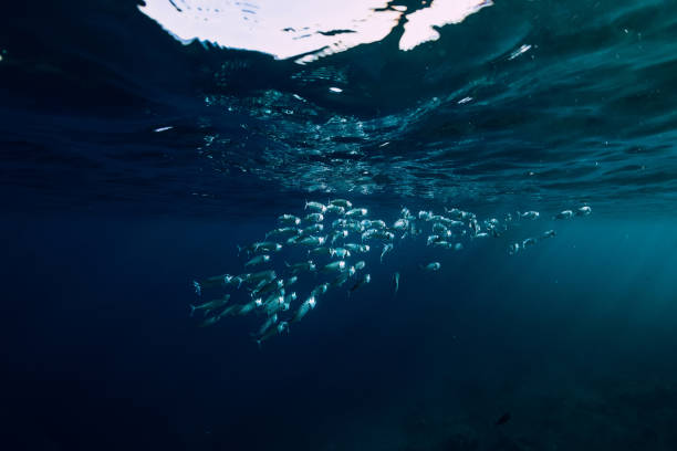 istock Underwater ocean with tuna school fishes and sun rays 1129781809