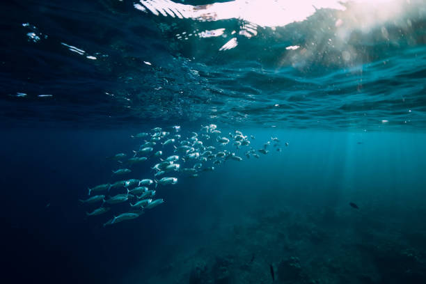 istock Underwater ocean with tuna school fishes and sun rays 1129781811