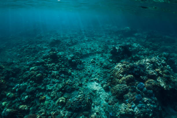 istock Tranquil underwater scene with corals in tropical sea 1129781837