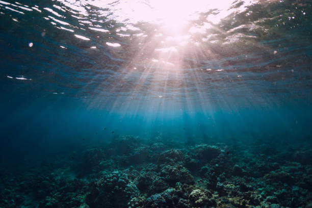 istock Tranquil underwater scene with corals in tropical sea and sunshine 1129782355