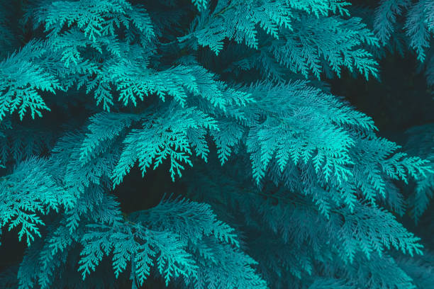 istock tropical leaf texture, dark green foliage nature background 1129782386