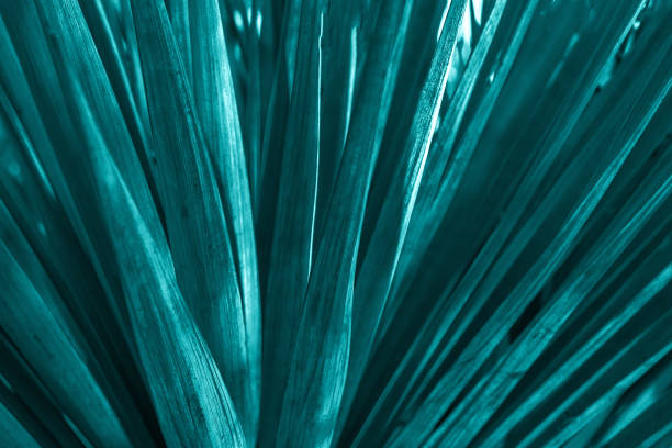 istock Palm leaves dark green background 1129782388