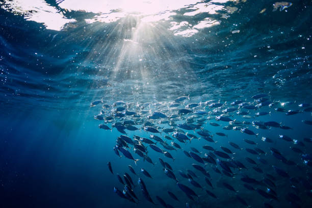 wilden unterwasserwelt mit thunfisch fischen - aquatisches lebewesen stock-fotos und bilder