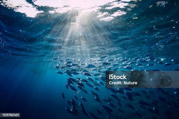 Underwater Wild World With Tuna Fishes Stock Photo - Download Image Now - Tuna - Animal, Sea, School of Fish