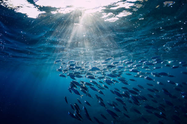 underwater wild world with tuna fishes - tuna imagens e fotografias de stock