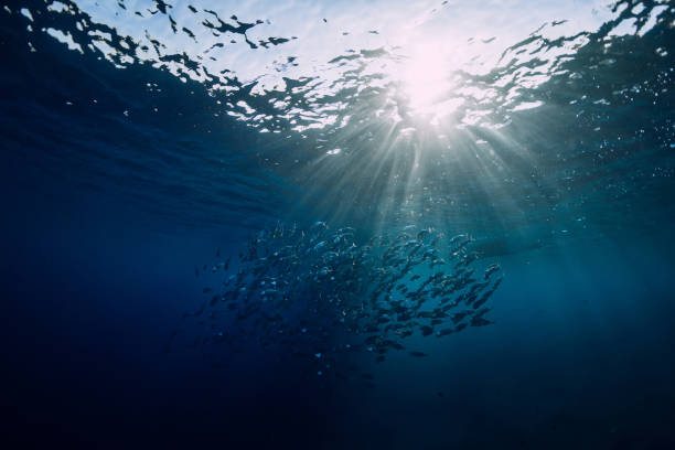 istock Underwater wild world with tuna school fishes and sun rays 1129782418