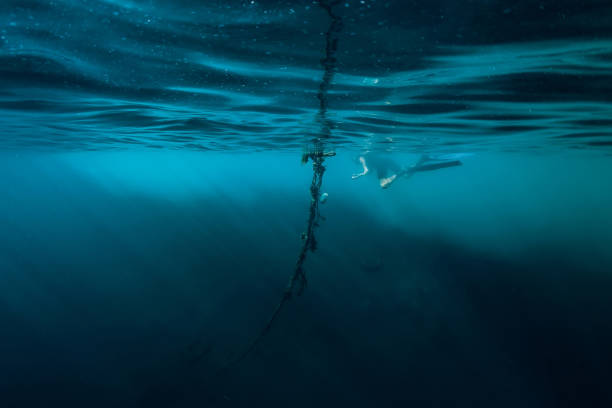istock Free diver man swim in ocean, underwater 1129782441