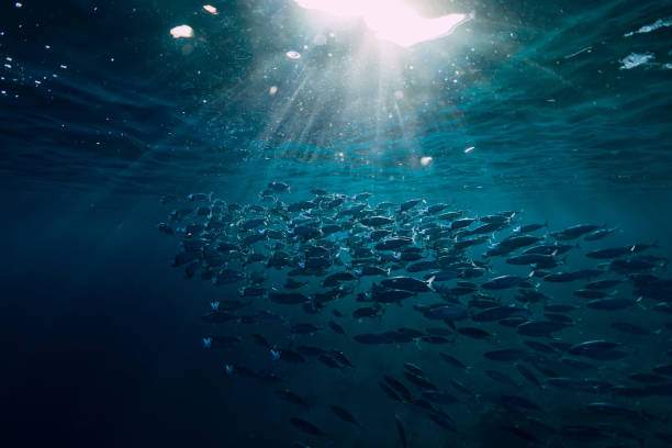 istock Underwater wild world with tuna fishes 1129782443