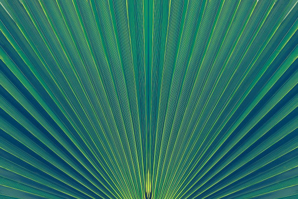 istock abstract blue stripes from nature, tropical palm leaf texture background, 1129782535