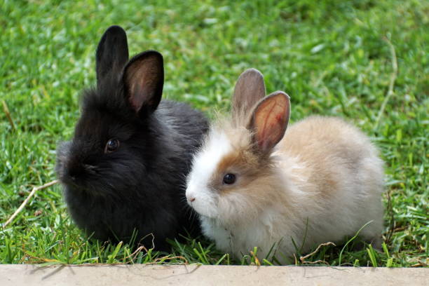 istock Baby bunnies in the grass 1129782673