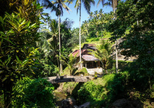 Bridge and jungle in Gunung Kawi funerary temple, Tampaksiring, Ubud, Bali, Indonesia