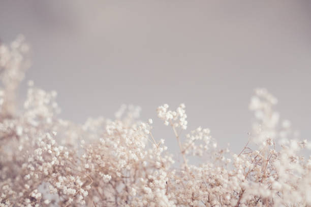 istock floral pattern design dry grass beige color 1129785800