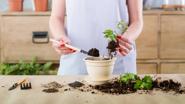 istock vegetative plant reproduction propagation nature 1129785831