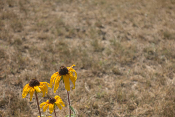 Bunch of three dried out echinacea flowers growing in the home garden in summer