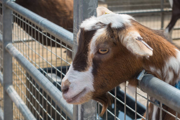istock Close up of a goat head 1129786643