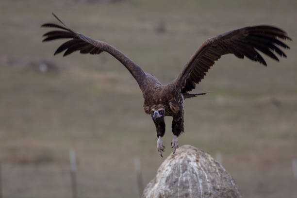 istock Cinereous Vulture Birds 1129786662