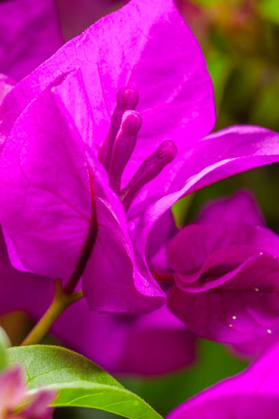 Flowering tree in rain forest on Maui