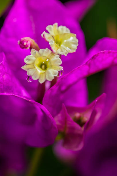 Flowering tree in rain forest on Maui