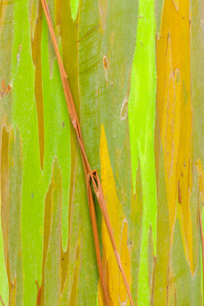 Island of Maui in Hawaii Eucalyptus tree in rain forest along the Hana coast hana coast stock pictures, royalty-free photos & images