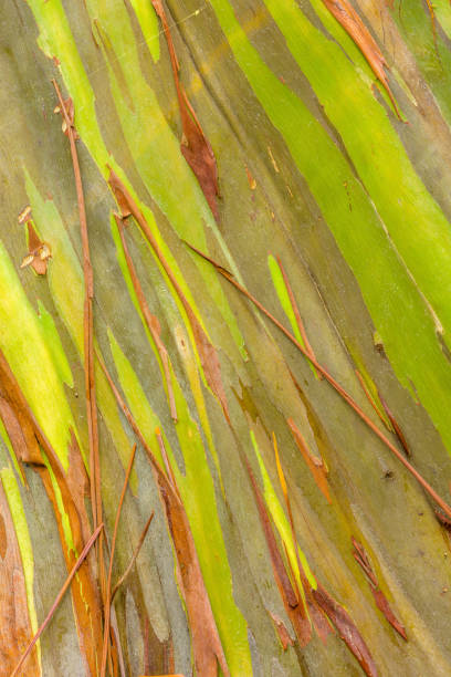 Island of Maui in Hawaii Eucalyptus tree in rain forest along the Hana coast hana coast stock pictures, royalty-free photos & images