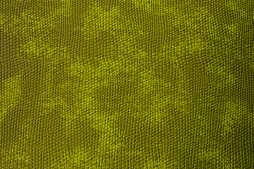 Abstract background of green structured patchy skin. Leather green background