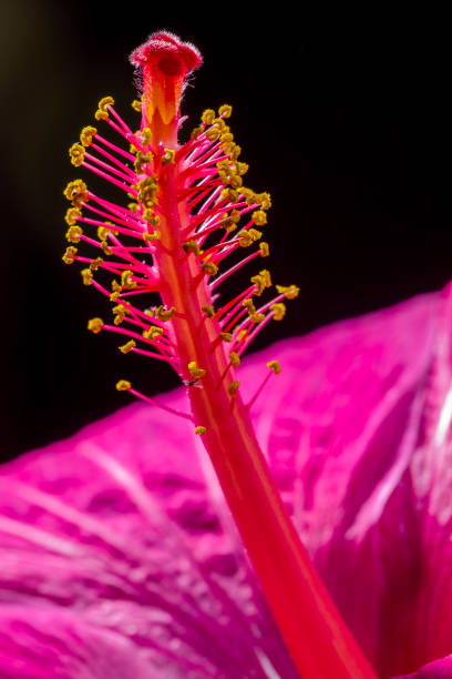 istock Island of Maui in Hawaii 1129788686
