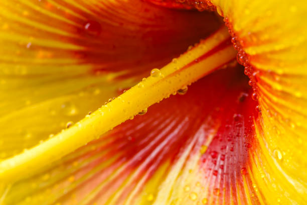 istock Island of Maui in Hawaii 1129788865