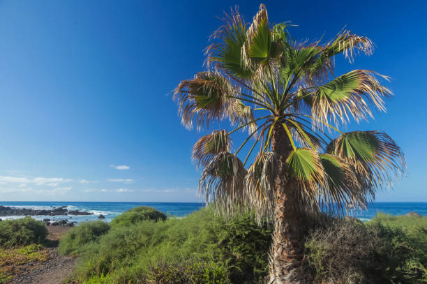 istock Single palmtree on the rocky coast 1129788882