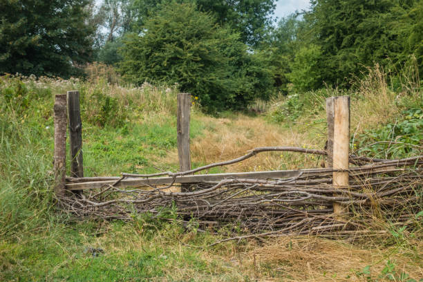 Wooden fence  gates in a forest