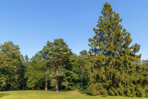 istock Palanga Botanical Park, Linuania 1129790033
