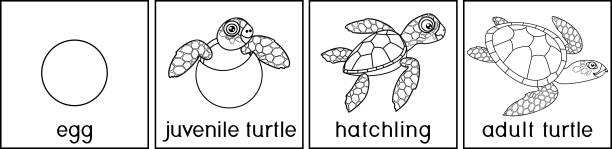 Coloring page with life cycle of sea turtle. Sequence of stages of development of turtle from egg to adult animal Coloring page with life cycle of sea turtle. Sequence of stages of development of turtle from egg to adult animal sea turtle egg stock illustrations