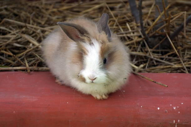 istock Baby bunny in a garden 1129791229