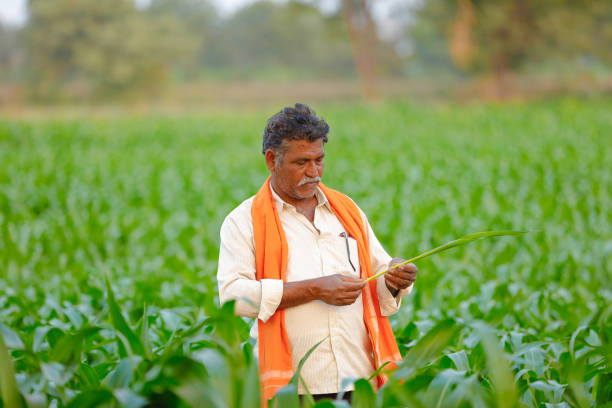 istock Indian farmer at green corn field 1129792481