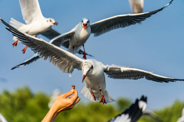 istock Seagull in Flight and Being Fed on A Man's hand 1129794524