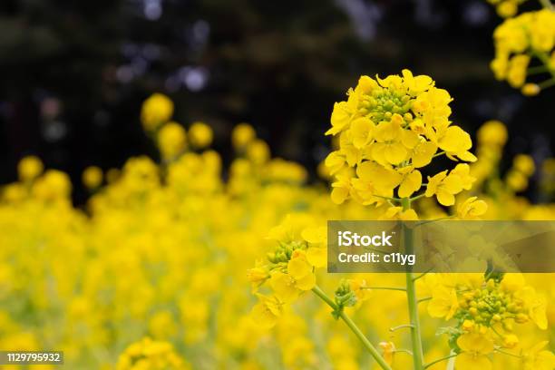 Foto de Brassica Rapa Subsp Em Flores De Estupro Amarelo Flor Cheia Estupro Flor Campo e mais fotos de stock de Amarelo