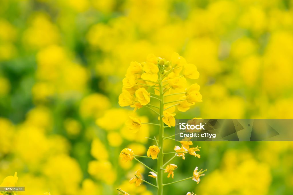 Brassica rapa subsp em flores de estupro amarelo flor cheia estupro flor campo - Foto de stock de Amarelo royalty-free