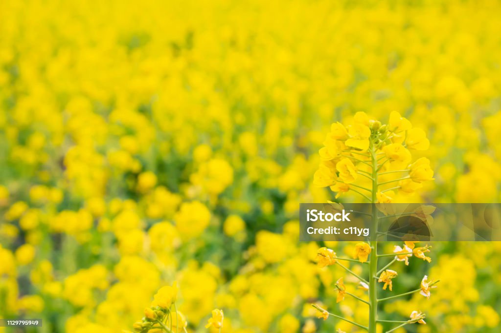 Brassica rapa subsp em flores de estupro amarelo flor cheia estupro flor campo - Foto de stock de Amarelo royalty-free