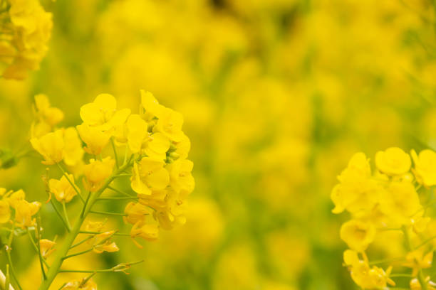 istock Brassica rapa subsp in full bloom Rape flower field Yellow rape blossoms 1129796018
