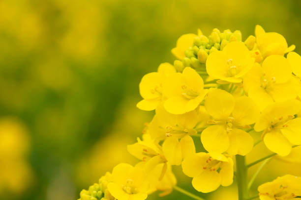 istock Brassica rapa subsp in full bloom Rape flower field Yellow rape blossoms 1129796029