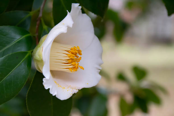 istock Beautiful camellia flower 1129796196