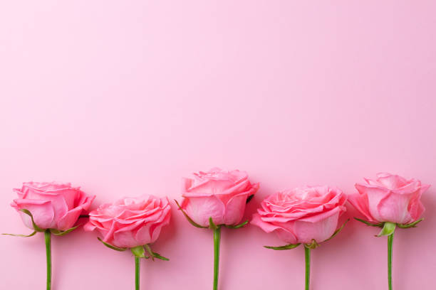 istock Rose flower on pink background. Top view. Copy space. 1129796810